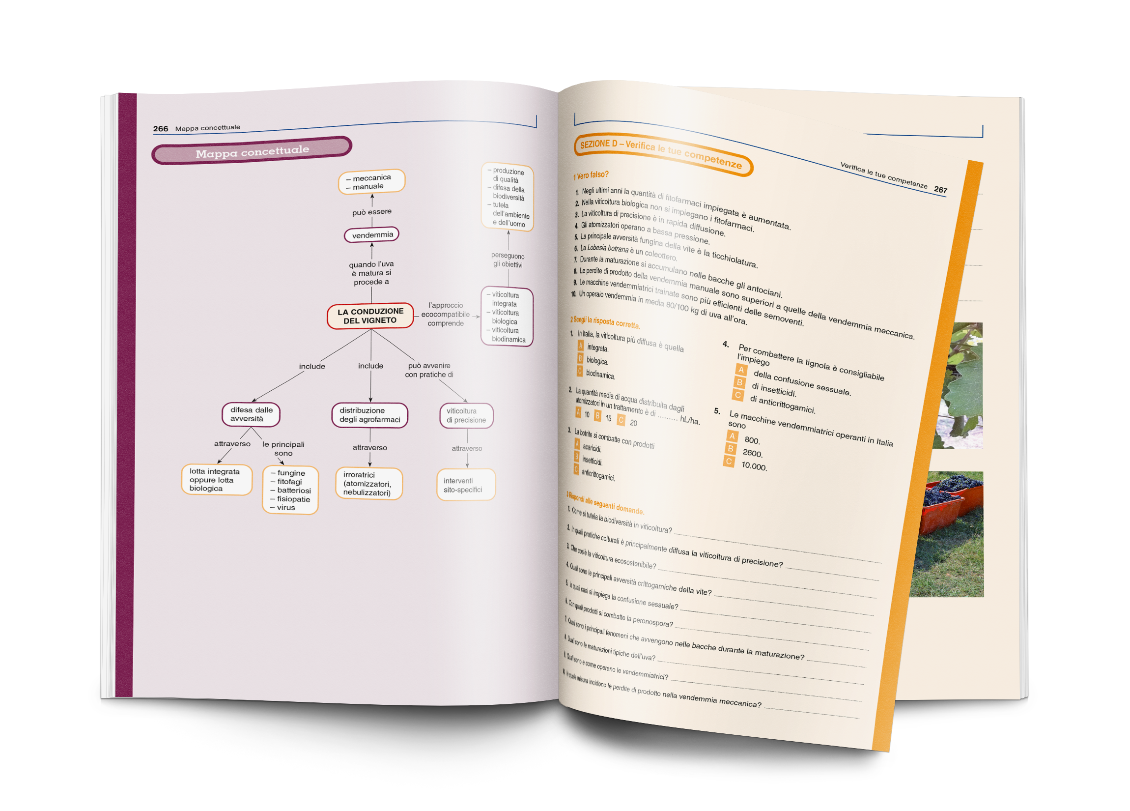 4_Viticoltura_b